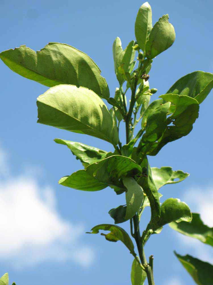              Sun leaves (Winter Haven, FL)       